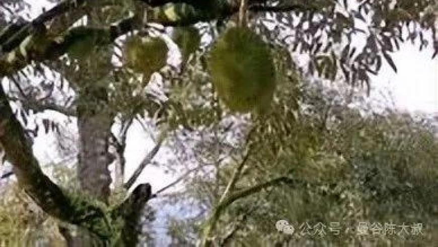 王中王管家婆四肖八码,解析哪吒百年影视形象发展史,最新正品解答落实_AndroidV6.52