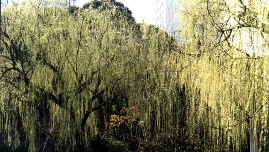 王楚然 灵动俏皮少女具象化,葡京二肖中特,最新核心解答落实_游戏版V6.12